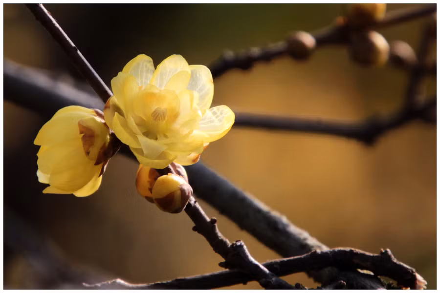  4. Ngày 23 và 26 âm lịch: Người sinh vào thời gian này bẩm sinh đã có vận số may mắn. Họ sẽ luôn có được quý nhân giúp đỡ nên cho dù cuộc sống, công việc, tài vận, tình cảm đều suôn sẻ hơn người khác.