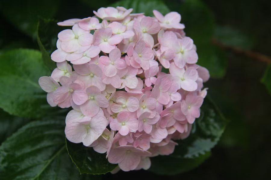  3. Ngày 16 và 19 âm lịch: người sinh vào hai ngày này là người hành sự khiêm tốn, luôn tạo dựng được các mối quan hệ tốt đẹp, cho dù có tiếp xúc với ai, cũng sẽ để lại ấn tượng tốt với đối phương. 