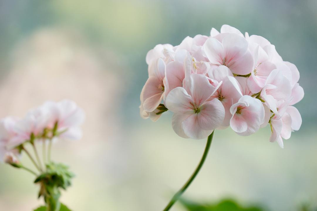 Người sinh vào ngày mùng 5 và mùng 8 âm lịch khi gặp khó khăn sẽ không cầu xin sự thương hại của người khác, mà sẽ trở nên kiên cường hơn, nỗ lực hơn, chính vì thế tuy con đường mà họ phải đi sẽ dài hơn người khác nhưng lại luôn thu về kết quả cuối cùng mỹ mãn nhất.