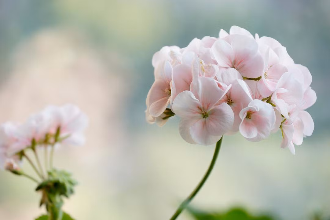 Người sinh vào ngày mùng 5 và mùng 8 âm lịch khi gặp khó khăn sẽ không cầu xin sự thương hại của người khác, mà sẽ trở nên kiên cường hơn, nỗ lực hơn, chính vì thế tuy con đường mà họ phải đi sẽ dài hơn người khác nhưng lại luôn thu về kết quả cuối cùng mỹ mãn nhất.