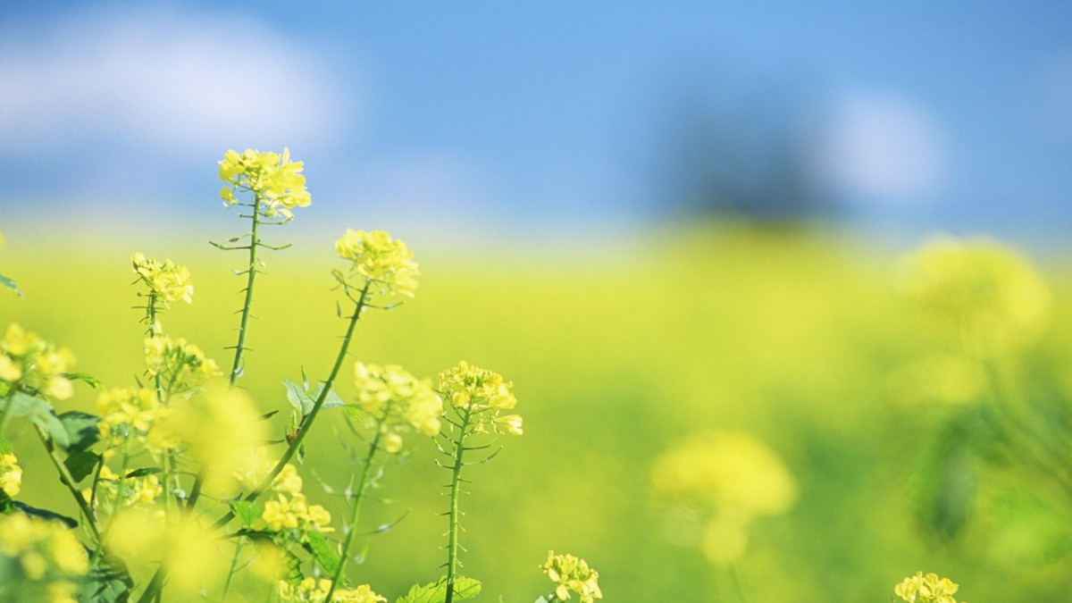 Có thể trong lúc thực hiện giấc mơ sẽ có những lúc đi lầm đường nhưng với bản tính thông minh, nhạy cảm người sinh vào ngày mùng 9 và 14 âm lịch sẽ luôn tìm ra hướng đi mới đúng đắn nhất để sửa chữa sai lầm và vươn lên đạt tới đỉnh cao thành công, vinh quang. 