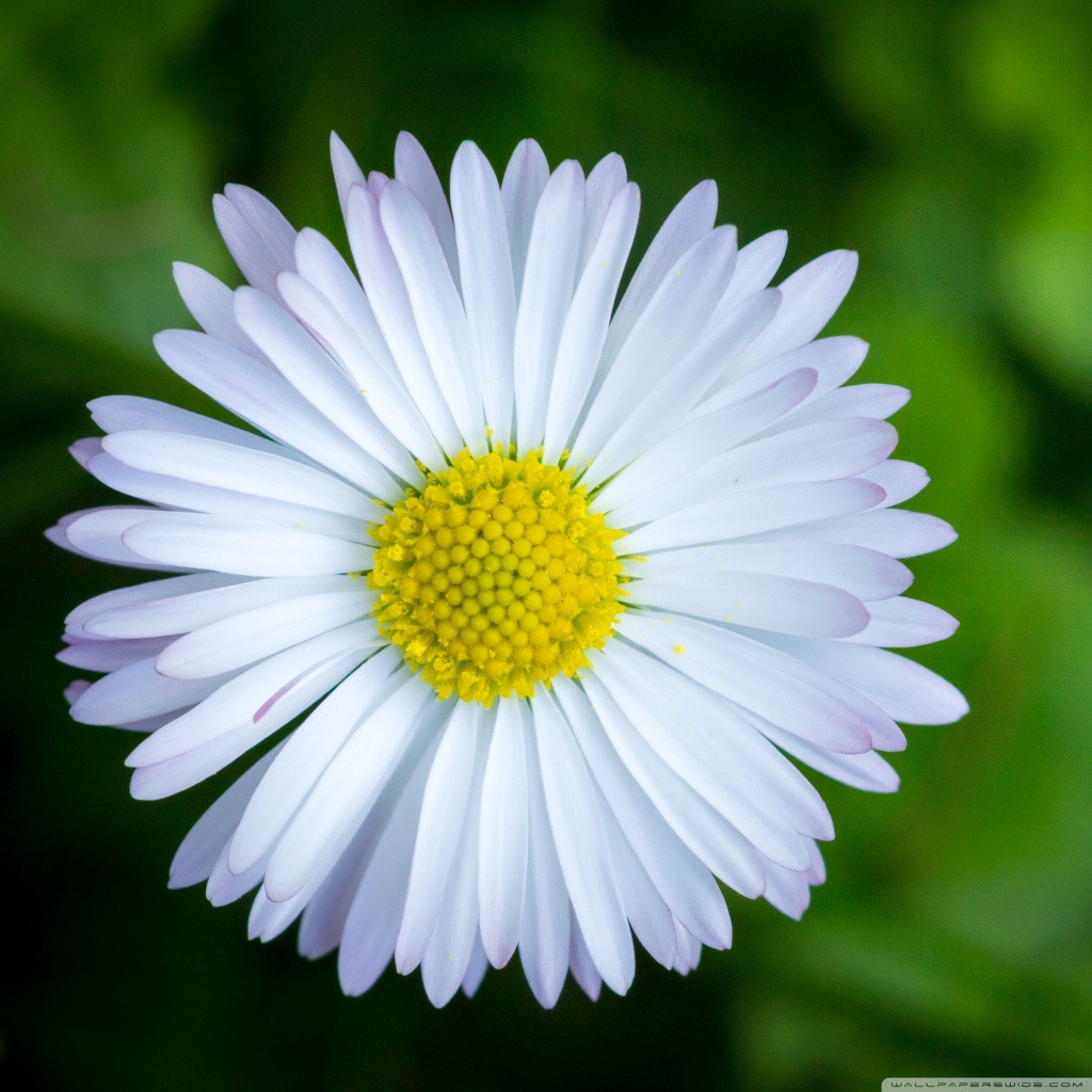  1. Ngày mùng 5 và mùng 8 âm lịch: người sinh vào hai ngày này thường luôn kiên định vì mục tiêu đã đề ra, sẽ phấn đấu hết sức để có được kết quả tốt nhất. 