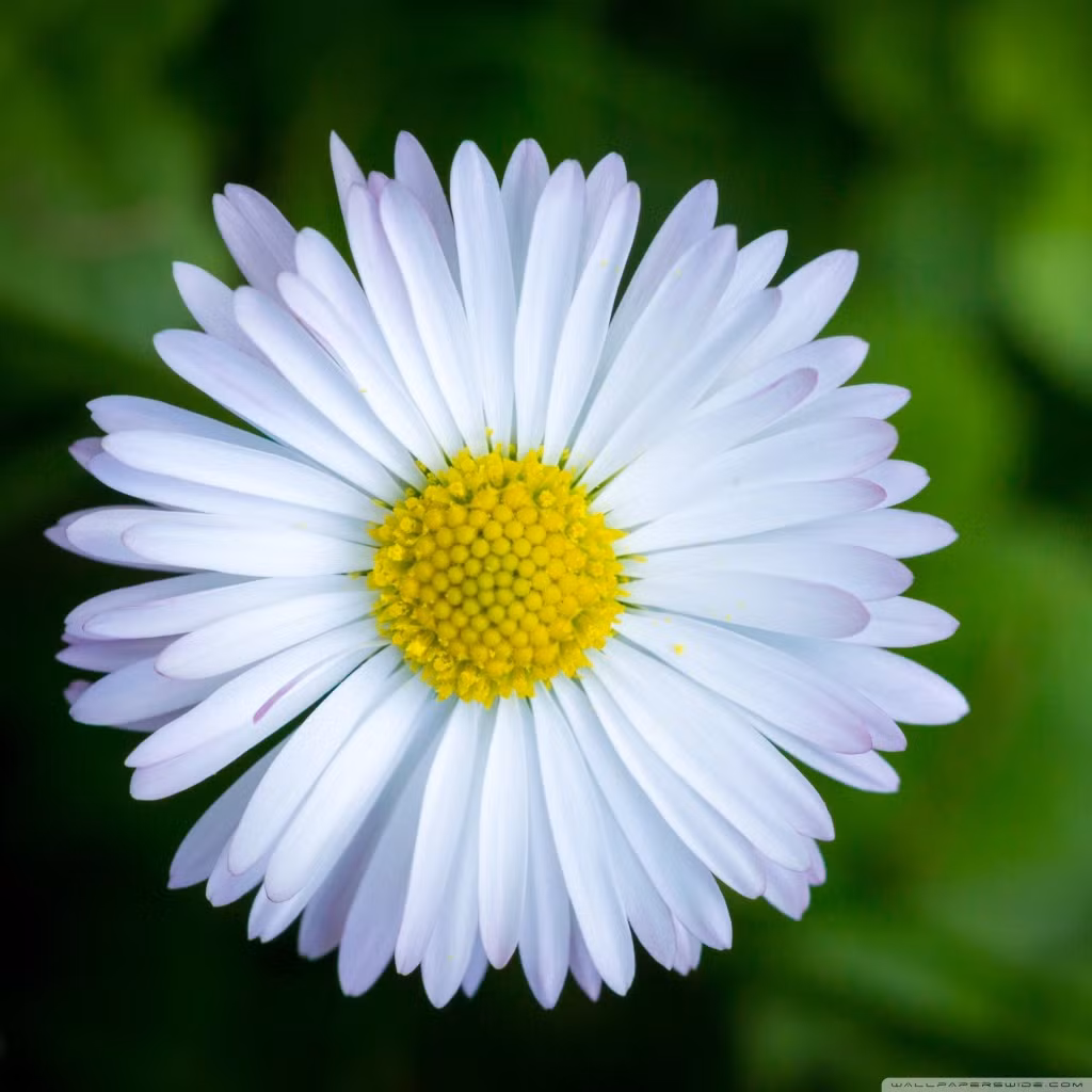  1. Ngày mùng 5 và mùng 8 âm lịch: người sinh vào hai ngày này thường luôn kiên định vì mục tiêu đã đề ra, sẽ phấn đấu hết sức để có được kết quả tốt nhất. 