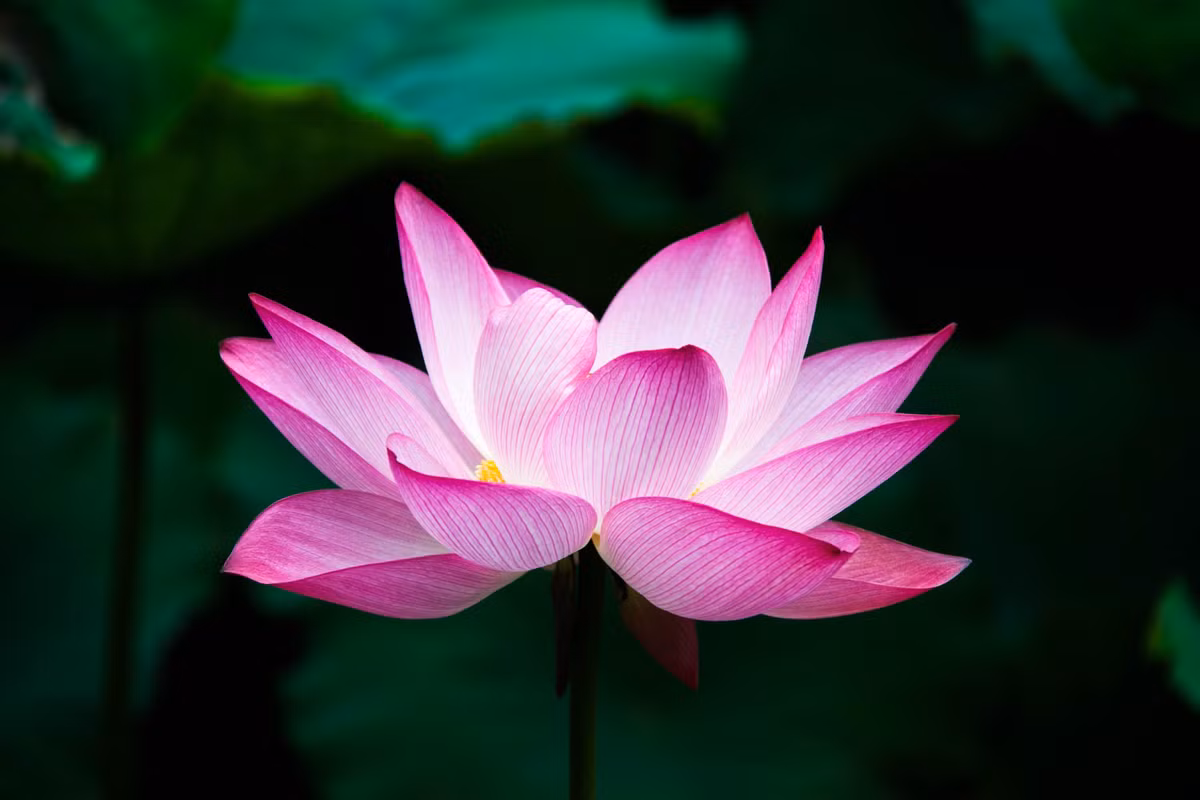 Theo dự đoán ngày mới 29/05/2018 cho 12 con giáp được đăng tải trên trang SMXS (Trung Quốc), công việc của người tuổi Tý rất thuận lợi bởi hôm nay là ngày thích hợp cho việc kiếm tìm các công việc mới và cũng là ngày mọi khó khăn trong công việc được xử lý ổn thỏa. Tài vận: ngày đi xa kiếm được nhiều tài lộc. Tinh cảm: nên cởi mở hơn nữa trong chuyện tình cảm. Ảnh: imange.baidu.com.