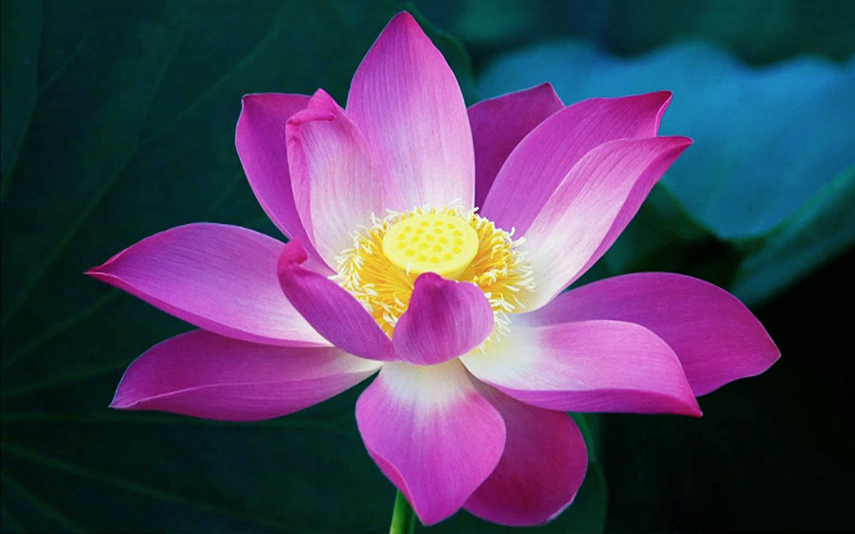 Bảng vàng may mắn trong tuần cho 12 con giáp: Sự nghiệp vượng nhất: tuổi Mùi. Tài vận phát nhất: tuổi Tý. Vận đào hoa sáng nhất: tuổi Hợi. Ảnh: amazon.in.