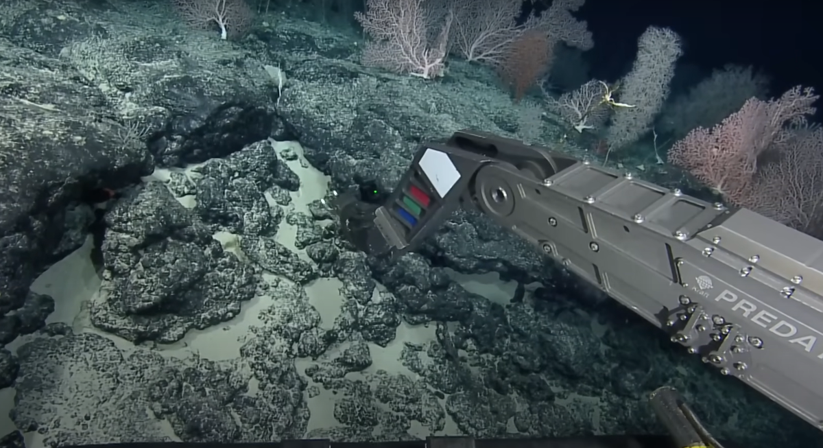 Cảnh tượng kỳ lạ này đã tình cờ được tàu thám hiểm Nautilus (do tổ chức phi lợi nhuận Ocean Exploration Trust điều hành) phát hiện, khi đang khảo sát rặng núi đáy biển Liliʻuokalani bên trong Di tích biển quốc gia Papahānaumokuākea (PMNM). Ảnh: @EVNautilus.