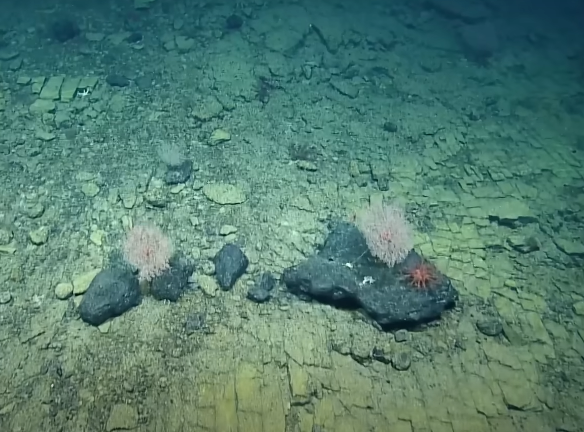 Đá hyaloclastite hình thành khi dung nham chảy vào nước, băng hoặc các trầm tích đại dương. Đây là hiện tượng thường xảy ra với các vụ phun trào dưới biển, và thường có thể tạo ra các khối đá hình dạng góc cạnh đặc thù. Ảnh: @EVNautilus.