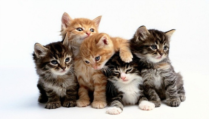  Tuổi Mão: Dự đoán ngày mới cho 12 con giáp phấn khởi khi bạn tìm thấy sự an ủi trong công việc dù tình ái sa sút. Hãy học cách quan tâm và sẻ chia nhiều hơn, đó cũng là cách duy trì tình hình tài chính ở mức độ ổn định đều. 