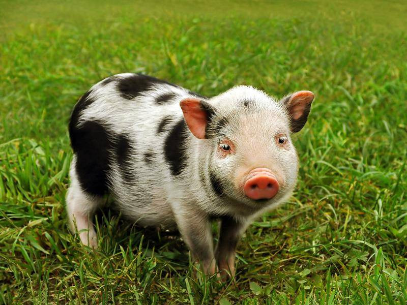  Tuổi Hợi: Dự đoán ngày mới cho 12 con giáp nhận thấy bạn vẫn tiếp tục bị vận rủi đeo bám: kẻ xấu gài bẫy, tài vận sụt giảm. Cả ngày họ như “ngồi trên đống lửa”, chỉ đến cuối giờ chiều mới gỡ gạc lại đôi chút. *Thông tin chỉ mang tính tham khảo, chiêm nghiệm