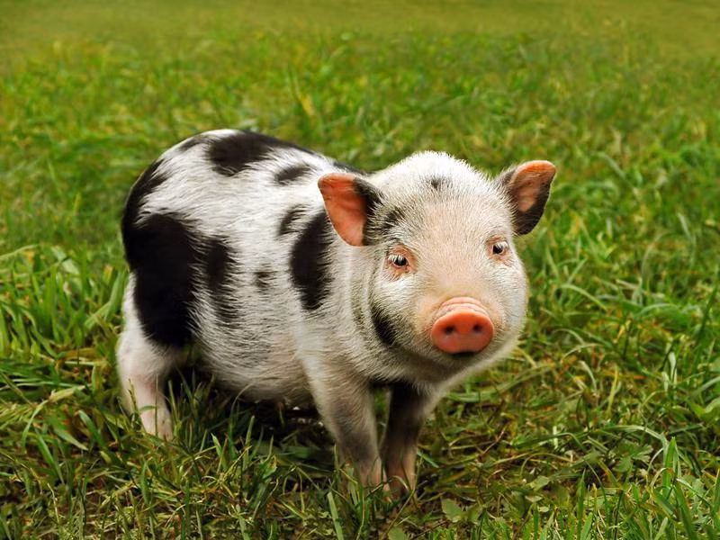  Tuổi Hợi: Dự đoán ngày mới cho 12 con giáp nhận thấy bạn vẫn tiếp tục bị vận rủi đeo bám: kẻ xấu gài bẫy, tài vận sụt giảm. Cả ngày họ như “ngồi trên đống lửa”, chỉ đến cuối giờ chiều mới gỡ gạc lại đôi chút. *Thông tin chỉ mang tính tham khảo, chiêm nghiệm