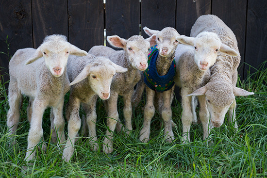  Tuổi Mùi: Con giáp này sẽ ở vào đỉnh cao phong độ trong 24 giờ tới. Chuyện tình cảm thăng hoa, công việc tuy nhiều nguy cơ tiềm ẩn nhưng vẫn khá xán lạn, tài vận bình ổn, phát triển đúng như kì vọng. 