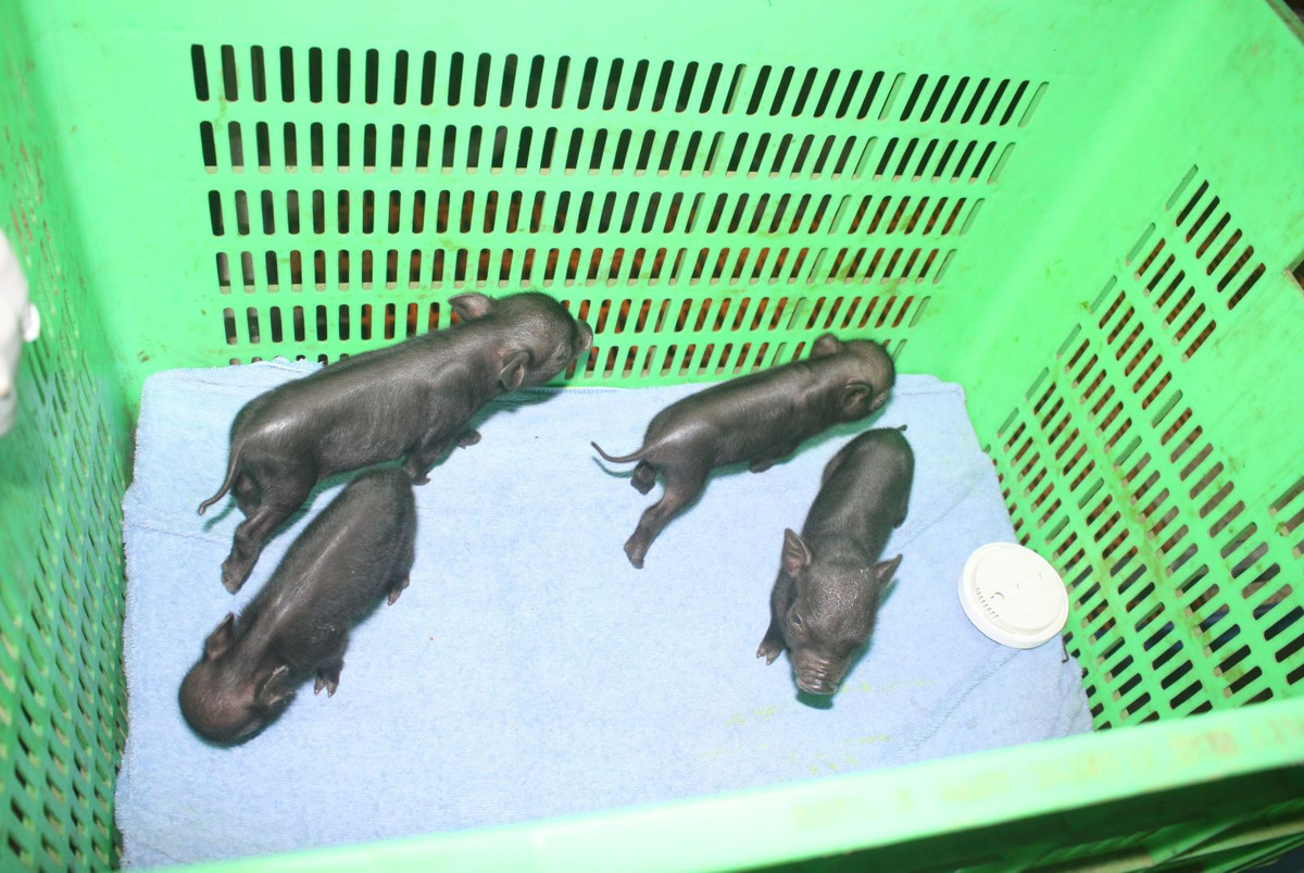 Nhan ban lon I Viet Nam: An thit an toan hay khong?-Hinh-2