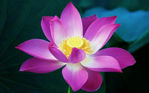 Người sinh vào tháng 1 âm lịch rất biết cách nắm bắt lấy thời cơ hoàng kim của đời người, luôn nỗ lực làm việc kiếm tiền chính vì vậy khi trẻ tích lũy được rất nhiều của cải, tiền bạc, lúc về già có thể tận hưởng cuộc sống an nhàn, thư thái.