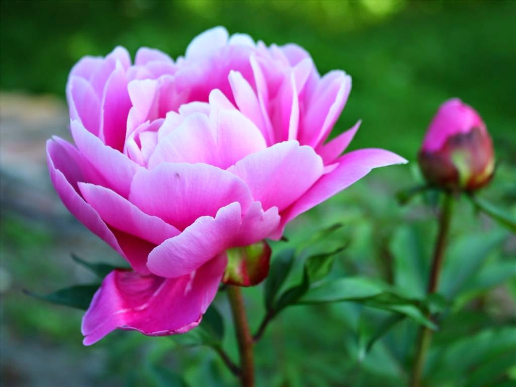 Tuổi Tỵ: Công việc: rất tốt, nhanh chóng hoàn thành tốt công việc, được cấp trên khen ngợi, nhưng cũng đừng vì thế mà kiêu ngạo như vậy vận may mới không rời xa bạn. Tài vận: gặp may mắn về tiền bạc như được nhận tiền thưởng hoặc bốc thăm trúng được giải thưởng. Tình cảm: ngược với tài vận, chuyện tình cảm của người tuổi Tỵ hôm nay rất xấu, rất dễ xảy ra tranh cãi, bất đồng ý kiến về vấn đề tình cảm. Ảnh: hoatuoidepdanang.blogpost.com.