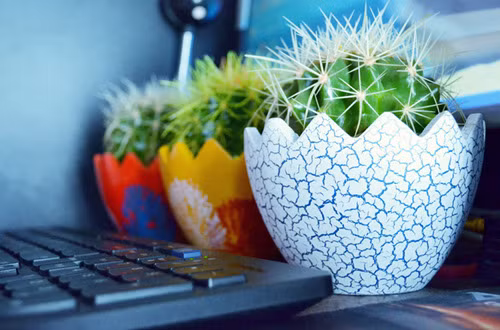 Nếu trên bàn có cây lá nhọn hoặc có gai dễ mang đến những thị phi và tranh cãi, ngoài ra còn khiến công việc của bạn gặp nhiều trở ngại, không có lợi cho sự phát triển của sự nghiệp. Ảnh: image.baidu.com.