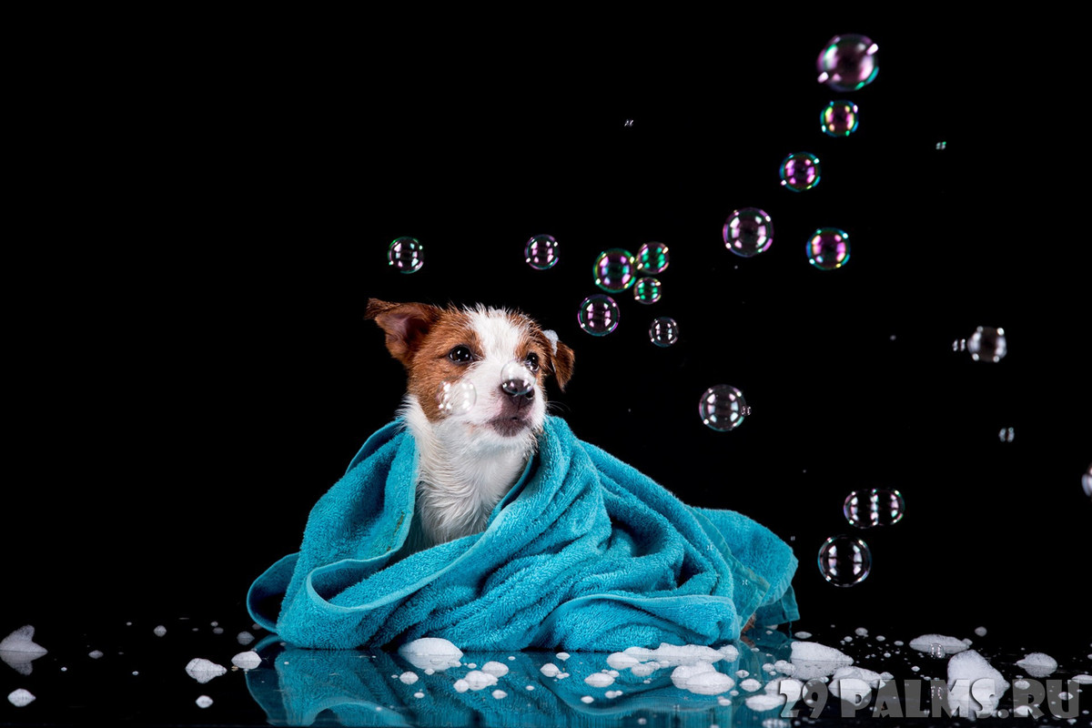  Tuổi Tuất: Làm việc quá sức, bạn rất dễ có khả năng phải nhập viện, tiêu tốn không ít tiền bạc. Sự lạnh lùng hoặc vô tâm đã cướp nửa kia khỏi tay bạn, muốn cứu vãn, hãy mau lẹ hơn. Điểm sáng của ngày là các dự án đều tiến hành thông thuận, dòng tiền luân chuyển mau lẹ, sớm có lãi ròng. 