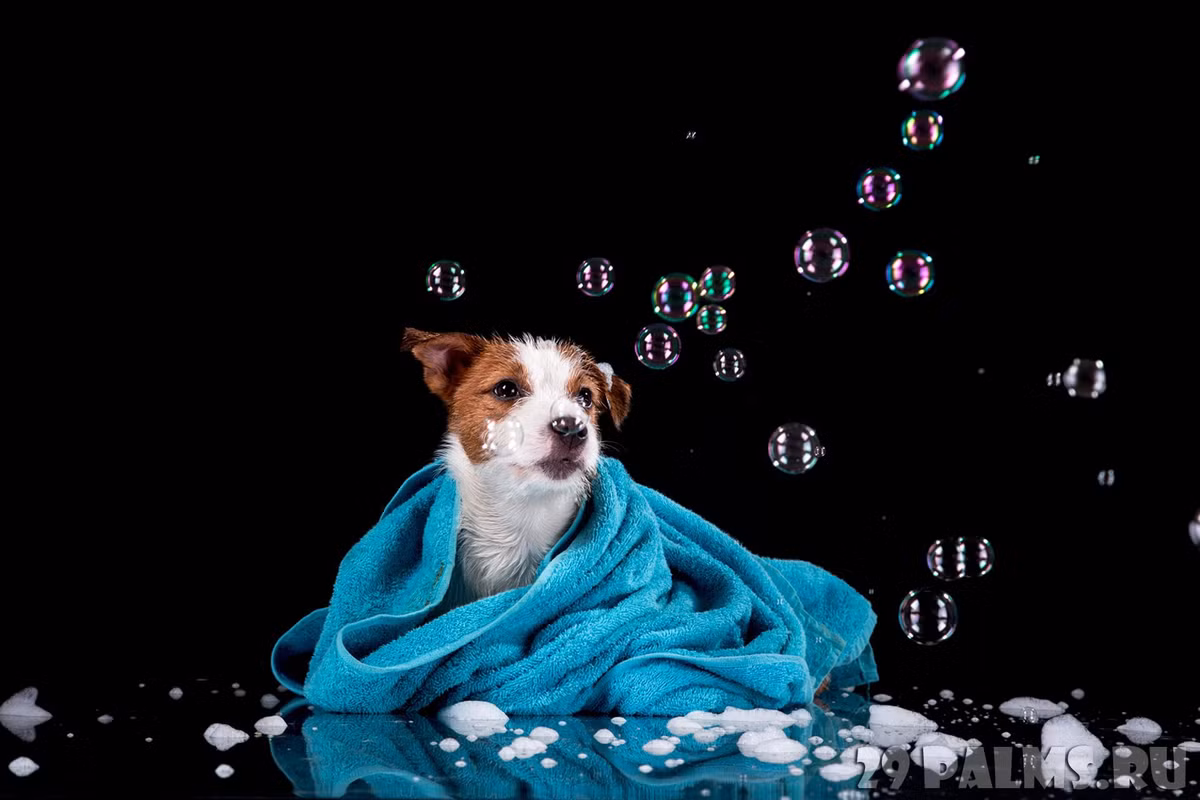  Tuổi Tuất: Làm việc quá sức, bạn rất dễ có khả năng phải nhập viện, tiêu tốn không ít tiền bạc. Sự lạnh lùng hoặc vô tâm đã cướp nửa kia khỏi tay bạn, muốn cứu vãn, hãy mau lẹ hơn. Điểm sáng của ngày là các dự án đều tiến hành thông thuận, dòng tiền luân chuyển mau lẹ, sớm có lãi ròng. 