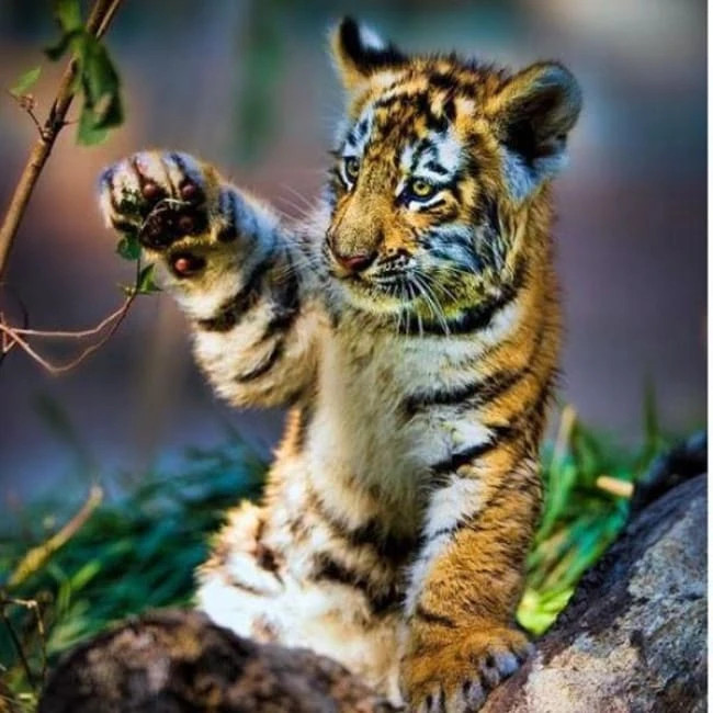  Tuổi Dần: Hôm này là ngày khá tồi tệ với con giáp này. Bạn làm việc thiếu cẩn trọng nên để xảy ra sai lầm khiến cấp trên nổi trận lôi đình. Nửa kia trách mắng nặng lời và khiến bạn bị tổn thương sâu sắc. Tiền bạc đội nón ra đi, dù bạn có nhiều quyết sách đúng đắn khiến tuổi Dần cực kỳ mệt mỏi. 