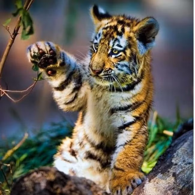  Tuổi Dần: Hôm này là ngày khá tồi tệ với con giáp này. Bạn làm việc thiếu cẩn trọng nên để xảy ra sai lầm khiến cấp trên nổi trận lôi đình. Nửa kia trách mắng nặng lời và khiến bạn bị tổn thương sâu sắc. Tiền bạc đội nón ra đi, dù bạn có nhiều quyết sách đúng đắn khiến tuổi Dần cực kỳ mệt mỏi. 