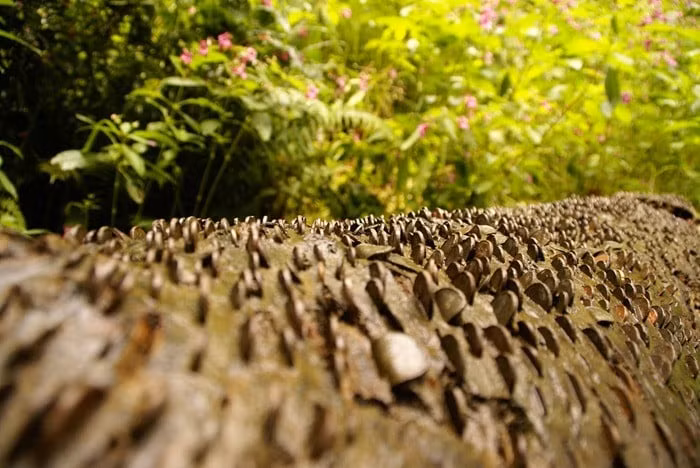 Hầu như mỗi cm trên thân cây ước nguyện này đều phủ đầy đồng tiền xu được đóng vào vỏ cây từ những người tìm kiếm điều ước. Ảnh: @Wales Online.