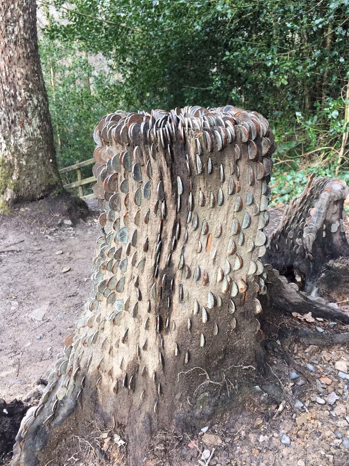 Một tập tục tương tự đã được nhìn thấy ở những nơi như Cornwall với việc đóng đinh vào cây. Ảnh: @Arbtalk. 