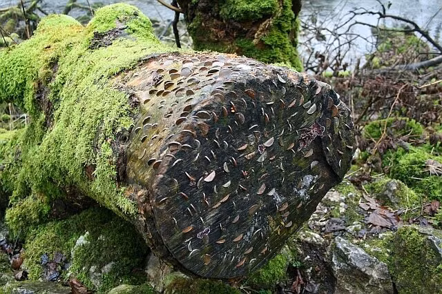 Cây ước nguyện này là sản phẩm văn hóa dân gian được cho là đã được thực hành trong hàng trăm năm qua, giúp ban điều ước và có thể "chữa khỏi" các bệnh tật về thể chất, bằng cách người đó đóng một đồng xu vào thân cây. Ảnh: @Atlas Obscura.