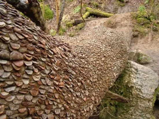 Người ta có thể tìm thấy tàn tích của một cây ước nguyện như vậy gần Ardmaddy House ở Argyll, Scotland. Đó là một cây táo gai mà theo truyền thống tín ngưỡng thì loài cây này gắn liền với khả năng sinh sản. Thân và cành cây được bao phủ bởi hàng trăm đồng tiền xu đã được đóng xuyên qua vỏ cây. Ảnh: @Pinterest. 