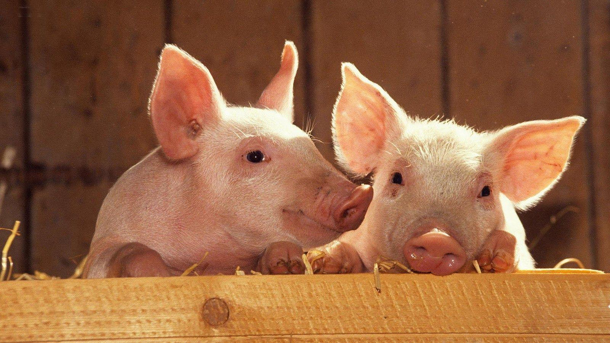 Tuổi Hợi nắm bắt tốt công việc, có một ngày khá thoải mái. Hôm nay tài lộc liên tục đổ về, con giáp giàu có, tiêu tiền thoải mái mà ví vẫn căng đầy. (*Thông tin chỉ mang tính chất chiêm nghiệm, trắc nghiệm vui).