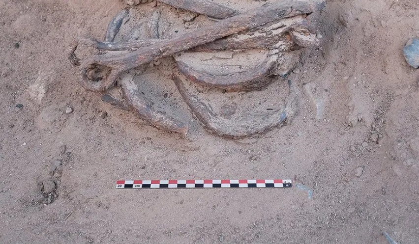 “Những chiếc cùm này không phải để trói động vật, chúng được thiết kế để sử dụng cho con người. Việc đi bộ với chúng sẽ chậm và mệt mỏi, đặc biệt là khi xét đến trọng lượng của chúng”, Bérangère Redon nói. Ảnh: @Bérangère Redon.