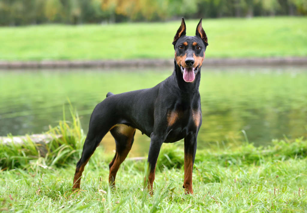 6. Doberman Pinschers - Doberman Pinschers là một trong những giống chó thông minh nhất, và trí tuệ nhạy bén đã khiến chúng thường xuyên được sử dụng làm cảnh khuyển. Là vật nuôi, chúng thân thiện và tình cảm với các thành viên trong gia đình, và có thể là vật nuôi tốt nếu được thuần hóa sớm. chúng được hòa nhập xã hội đúng cách như những chú chó con. Ảnh: post.bark.co.
