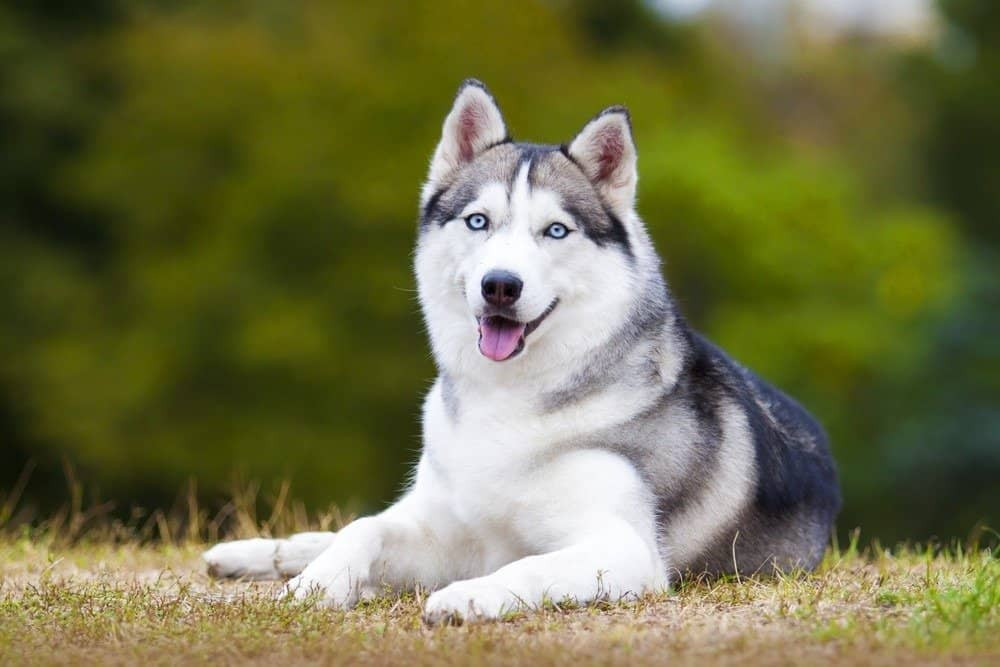 9. Siberian Husky - Khi là vật nuôi, năng lượng và trí thông minh vô tận của giống chó này cần có sự huấn luyện về thể chất và tinh thần hàng ngày. Nếu không, chúng có thể trở nên bực bội, khó chịu, từ đó hành động hung hăng. Chúng có thể đuổi theo những con vật nhỏ hay với những loại vật nuôi khác trong nhà. Siberian Huskies có tính cách khó đoán, trẻ em và người lạ nên thận trọng khi tiếp cận chúng. Siberian Husky quen sống ở vùng đất lạnh giá quanh năm nên việc nuôi và huấn luyện ở đất nước nhiệt đới như Việt Nam là điều không dễ dàng. Ảnh: a-z-animals.com.