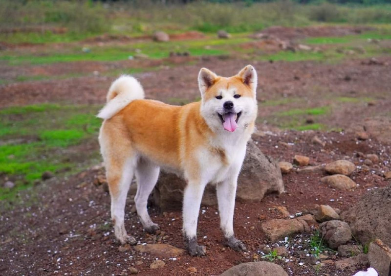 1. Akita - Giống chó Nhật Bản to lớn này thường được sử dụng làm cảnh khuyển. Còn khi làm vật nuôi, Akita thường rất cảnh giác, đôi khi quá mức với người lạ. Chúng có thể hung dữ với những con chó khác và có thể tấn công nếu không được huấn luyện cách phân biệt những động vật và người an toàn với những đối tượng cần cảnh giác khi còn nhỏ. Ảnh: Laputa Farm