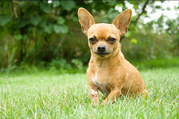 4. Chihuahua - Đây là giống chó nhỏ nhưng rất “hăng". Chúng thường gắn bó chặt chẽ với một thành viên trong gia đình và rất quyết liệt bảo vệ người chúng chọn. Mặc dù Chihuahua không to lớn như các giống chó khác, nhưng chúng có thể tấn công mạnh mẽ nếu xác định người lạ là mối đe dọa đối với chủ nhân của chúng. Chihuahua có xu hướng không thích trẻ nhỏ ồn ào, hay chạy nhảy. Vì vậy, giống chó này không phải là lựa chọn tốt cho gia đình có con nhỏ. Ảnh: zoipet.