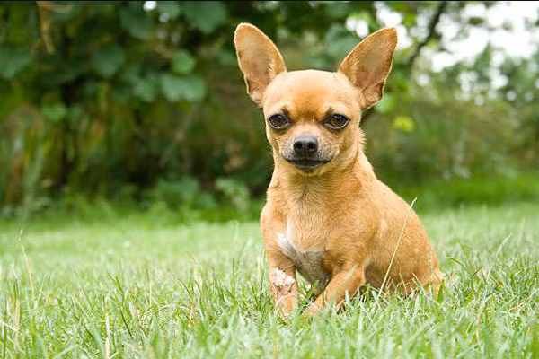 4. Chihuahua - Đây là giống chó nhỏ nhưng rất “hăng". Chúng thường gắn bó chặt chẽ với một thành viên trong gia đình và rất quyết liệt bảo vệ người chúng chọn. Mặc dù Chihuahua không to lớn như các giống chó khác, nhưng chúng có thể tấn công mạnh mẽ nếu xác định người lạ là mối đe dọa đối với chủ nhân của chúng. Chihuahua có xu hướng không thích trẻ nhỏ ồn ào, hay chạy nhảy. Vì vậy, giống chó này không phải là lựa chọn tốt cho gia đình có con nhỏ. Ảnh: zoipet.