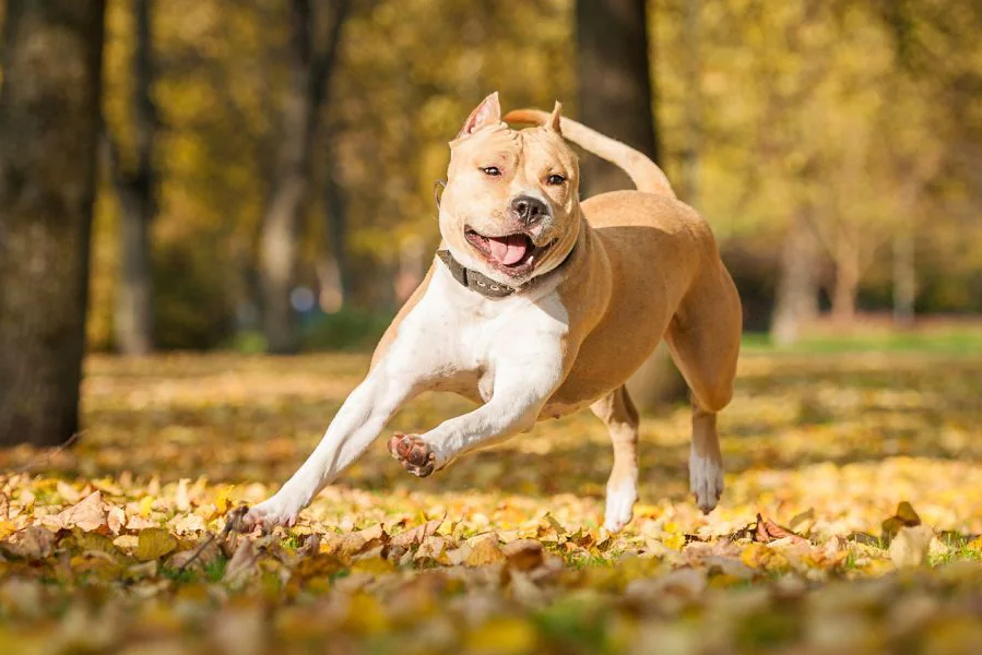 2. American Staffordshire Terrier/American Pit Bull Terrier. Những con chó thuộc giống này ngoan cường, kiên định. Những phẩm chất này dẫn đến việc chúng được sử dụng làm chó chiến đấu. Những chú chó Pit Bull được nuôi để chiến đấu thường rất hung dữ và cảnh giác với người lạ. Tuy nhiên, những Pit Bull chưa được huấn luyện thành chiến binh thường là vật nuôi tình cảm. Ảnh: American Staffordshire Terrier.