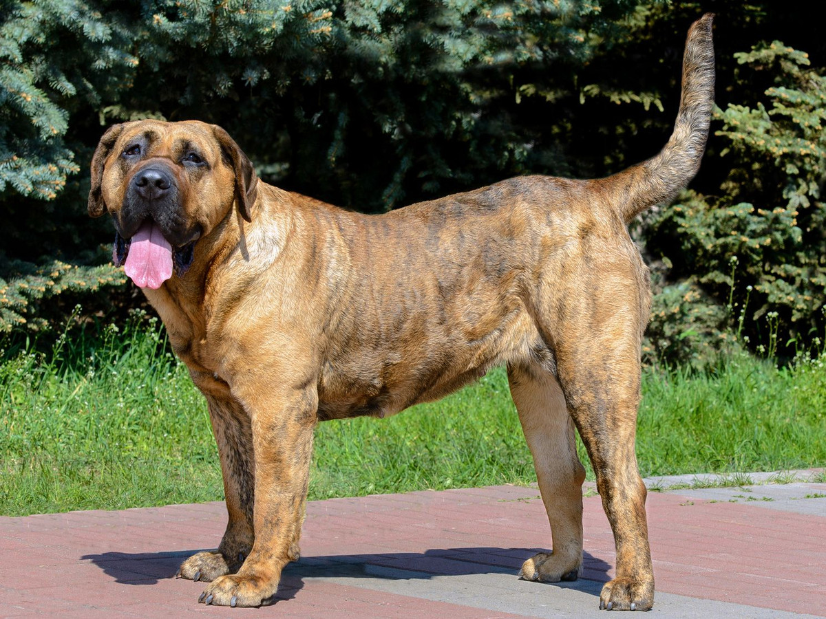 8. Chó Presa Canario - Giống chó ngao to lớn này được nuôi ở quần đảo Canary để làm chó chăn gia súc và lợn, đồng thời là bảo vệ đàn, xua đuổi các loài động vật đe dọa đàn. Presa Canario hoặc "Ngao Canary" chỉ phù hợp với chủ có kinh nghiệm huấn luyện chó. Chúng đòi hỏi phải được đào tạo và thuần hóa liên tục, và phải được nhốt bằng hàng rào cao tới gần 2 mét để ngăn chúng săn các động vật khác. Ảnh: thesprucepets.