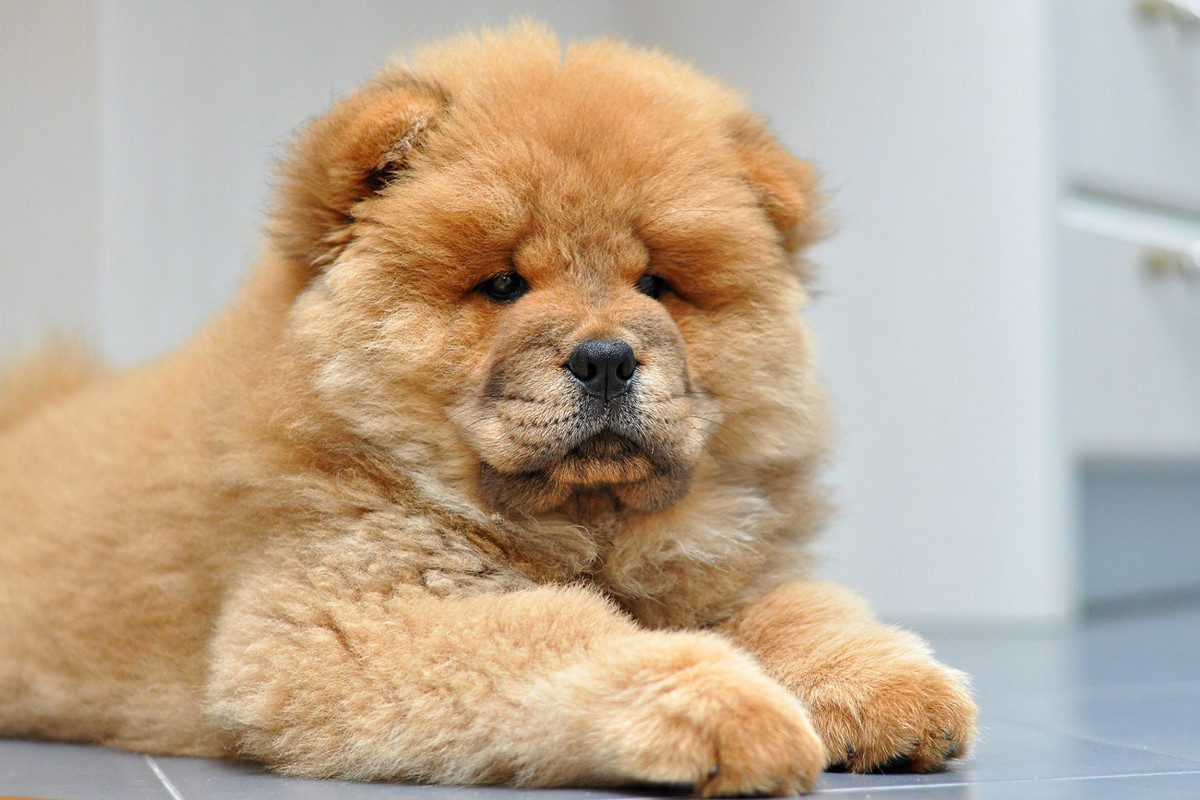 5. Chow Chow - Đừng để ngoại hình gấu bông của giống chó này đánh lừa bạn. Hầu hết Chow Chow có tính lãnh thổ cao và sẽ hành động hung hăng để đáp lại những con chó khác hoặc người lạ động vào tài sản của chúng. Ban đầu được nuôi ở Trung Quốc như một loài chó đa năng với nhiều công dụng khác nhau như săn bắn, chăn gia súc và canh gác, Chow Chow cũng có xu hướng gắn bó với một thành viên cụ thể trong gia đình. Nó có khả năng bảo vệ gia đình cao, nhưng thường không phải là một con chó tình cảm. Ảnh: Dailypaws.