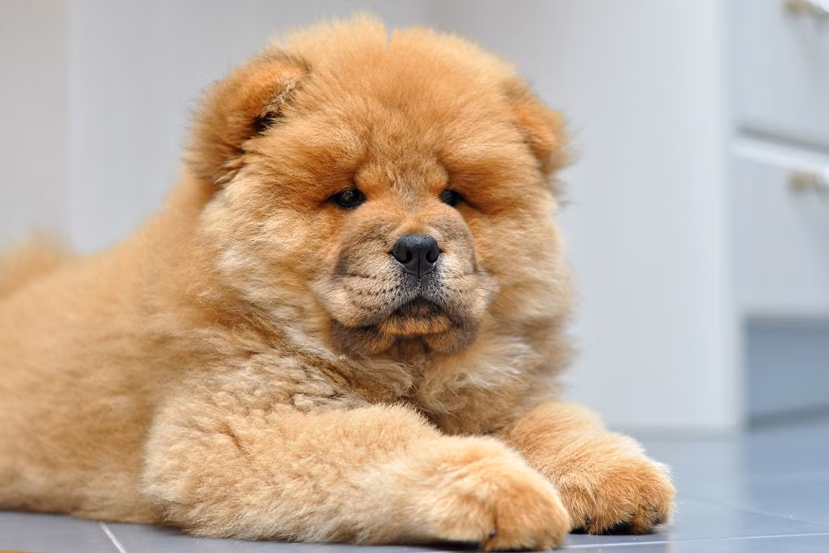 5. Chow Chow - Đừng để ngoại hình gấu bông của giống chó này đánh lừa bạn. Hầu hết Chow Chow có tính lãnh thổ cao và sẽ hành động hung hăng để đáp lại những con chó khác hoặc người lạ động vào tài sản của chúng. Ban đầu được nuôi ở Trung Quốc như một loài chó đa năng với nhiều công dụng khác nhau như săn bắn, chăn gia súc và canh gác, Chow Chow cũng có xu hướng gắn bó với một thành viên cụ thể trong gia đình. Nó có khả năng bảo vệ gia đình cao, nhưng thường không phải là một con chó tình cảm. Ảnh: Dailypaws.