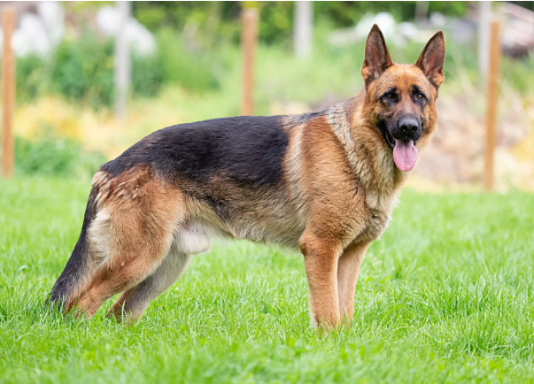 7. German Shepherd - German Shepherdhay Chó chăn cừu Đức cũng rất thông minh. Chúng hoàn thành nhiều vai trò khác nhau như cảnh khuyển, dẫn đường, tìm kiếm và cứu hộ. Tầm vóc và sự cường tráng của chúng có thể khiến chúng dễ dàng dọa những kẻ có ý đồ xấu. Chó chăn cừu Đức có thể trở thành vật nuôi an toàn, yêu thương trong gia đình nếu chúng được huấn luyện, tiếp xúc với nhiều người và nhiều động vật khác nhau khi còn nhỏ. Ảnh: britannica.com.