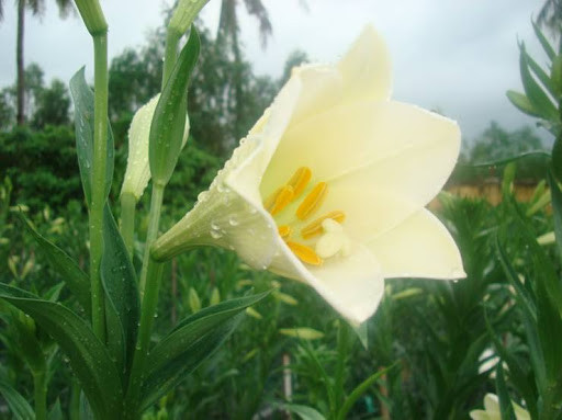 Ngoài ra, hoa loa kèn tứ quý còn có đường kính to, số lượng hoa lớn (trên một cành có thể có tới 1-15 hoa), độ bền từ 7-8 ngày. 