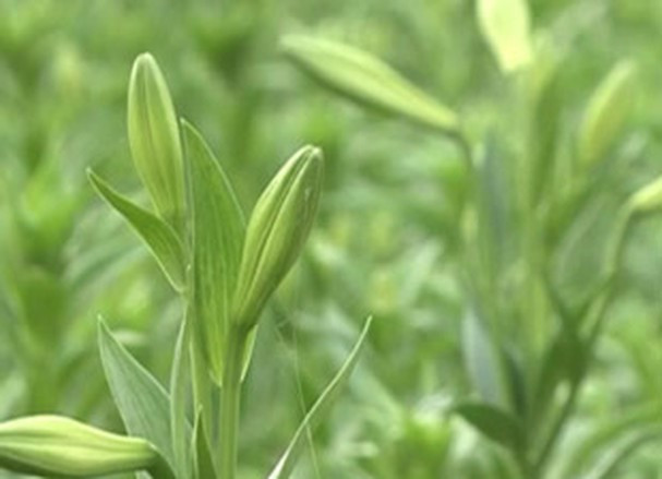 PGS. TS Đặng Văn Đông, Phó Viện trưởng Viện Nghiên cứu rau quả, Học viện Nông nghiệp Việt Nam, cho biết, giống hoa loa kèn tứ quý có nhiều điểm rất khác với loa kèn ta. 