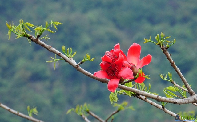 Tuổi Thìn: Công việc: tâm trạng không tốt ảnh hưởng đến tinh thần làm việc. Tài vận: nên tham khảo ý kiến mọi người trước khi bỏ tiền ra đầu tư kiếm lời. Tình cảm: có cơ hội gặp được người trong mộng. Ảnh: baidu.com.