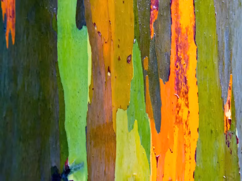 Cây Eucalyptus Deglupta trông giống như cây bước ra từ cuốn sách của Dr. Seuss, nhưng thực ra nó mọc ở Indonesia, Papua New Guinea và Philippines. Cây có vỏ nhiều màu với các vệt màu xanh lam, cam, tím, xanh lá cây, nâu đỏ tươi. Ảnh: @depositphotos.