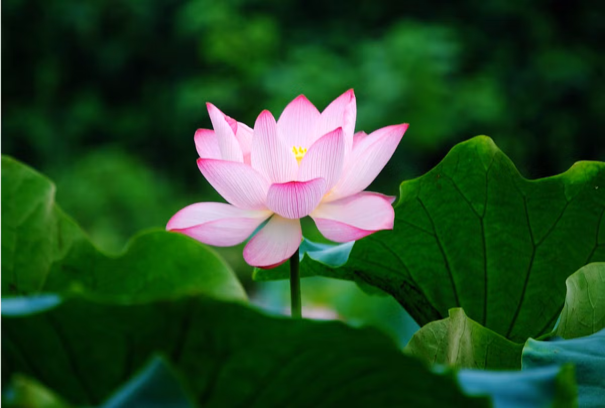 Tuổi Mùi: Người tuổi Mùi chăm chỉ, rất đáng tin cậy, chính vì thế luôn được mọi người yêu quý, tin tưởng do đó thường được quý nhân giúp đỡ trong công việc. Chính vì vậy sự nghiệp ngày một thăng tiến không ngừng. Ảnh: baidu.com.