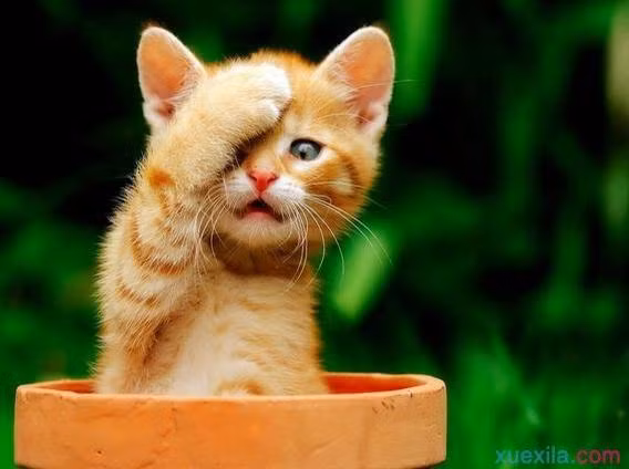 Chuyện tình cảm của người tuổi Mão đi xuống, rất dễ xảy ra tranh cãi vì những chuyện nhỏ nhặt. Công việc bình thường, nên tận dụng thời gian làm việc. Tài vận bình thường, khó khăn trong việc kiếm tiền. Sức khỏe tốt lên.