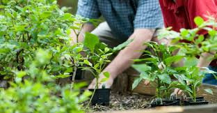 Một cách nữa là sử dụng máy phân hủy rác hữu cơ. Với những chiếc máy này, hàng ngày (hoặc 2-3 ngày) tùy vào lượng rác hữu cơ của từng dư thừa, bạn chỉ cần đổ rác hữu cơ vào, nhấn nút. Máy sẽ cho sản phẩm đầu ra là dinh dưỡng để bón cho cây trồng. 