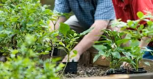 Một cách nữa là sử dụng máy phân hủy rác hữu cơ. Với những chiếc máy này, hàng ngày (hoặc 2-3 ngày) tùy vào lượng rác hữu cơ của từng dư thừa, bạn chỉ cần đổ rác hữu cơ vào, nhấn nút. Máy sẽ cho sản phẩm đầu ra là dinh dưỡng để bón cho cây trồng. 