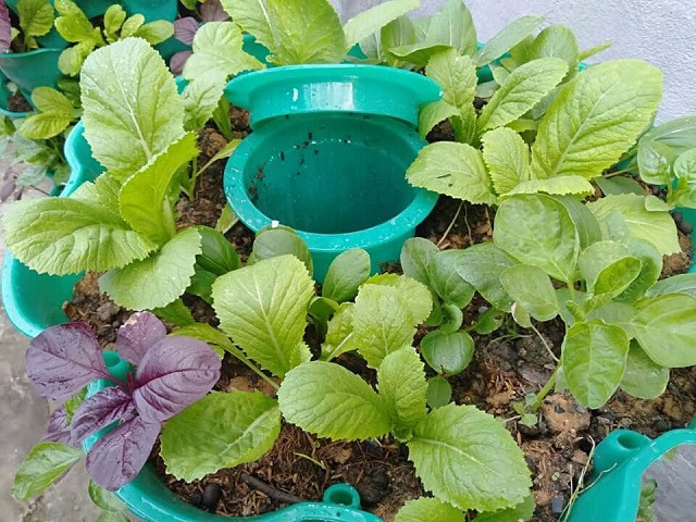 Hoặc, bạn có thể xay nhuyễn thức ăn thừa, pha loãng, sau đó sử dụng trực tiếp để tưới cây trong điều kiện thoáng đãng. 