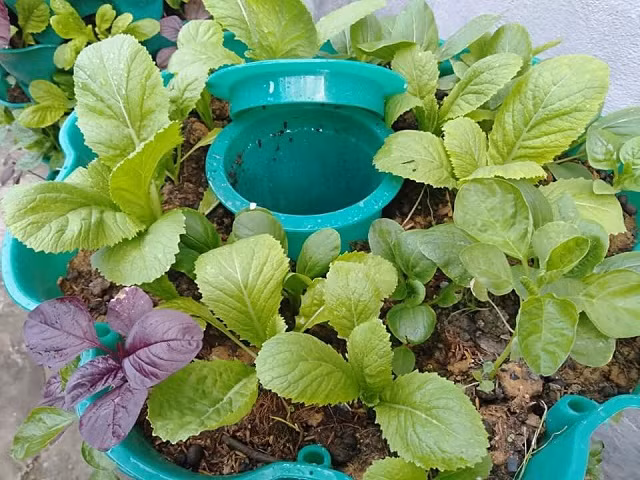 Hoặc, bạn có thể xay nhuyễn thức ăn thừa, pha loãng, sau đó sử dụng trực tiếp để tưới cây trong điều kiện thoáng đãng. 