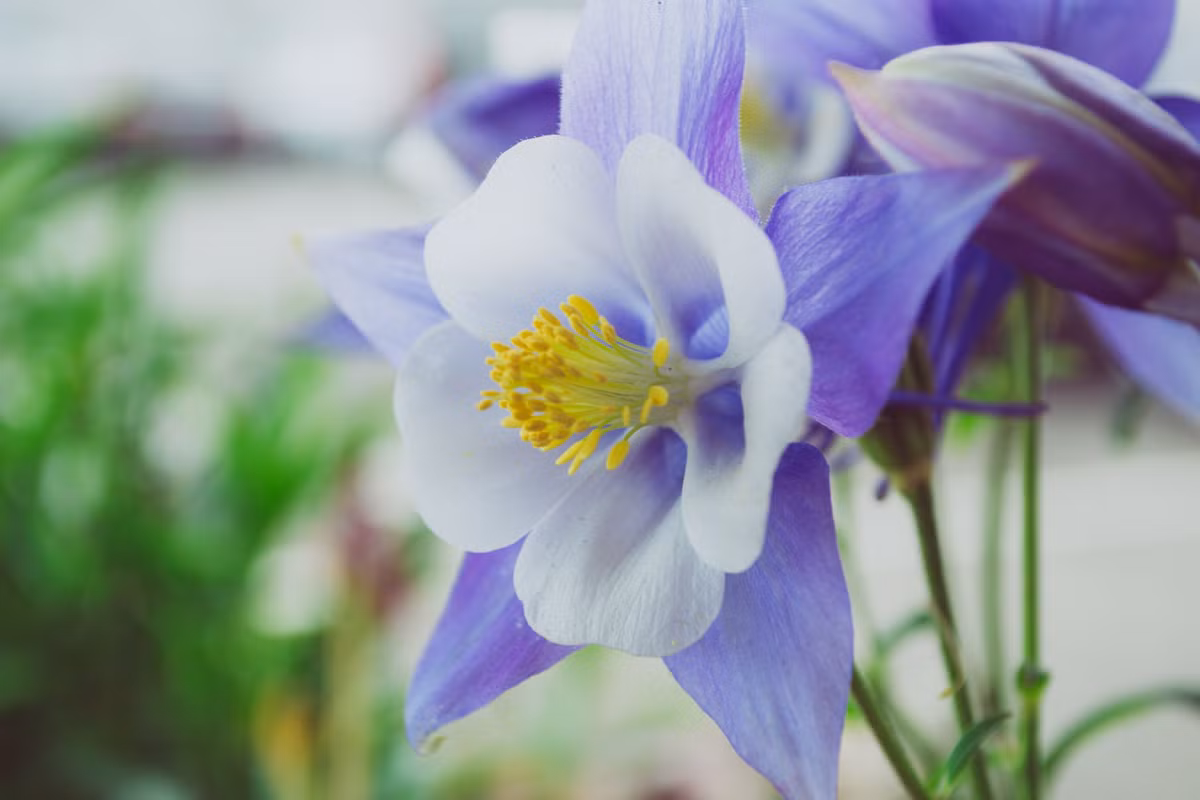 Tuổi Mùi: Người tuổi Mùi thời gian trước do bị tiểu nhân hãm hại nên tổn thất không nhỏ về tài chính nên con giáp này gặp nhiều áp lực trong cuộc sống. Ảnh: pexels.com.